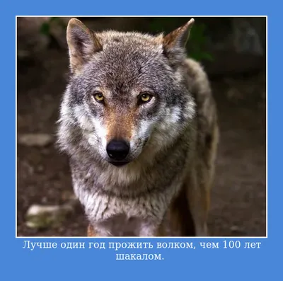 Цитаты волка🐺: мемы со смыслом картинки