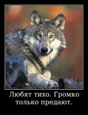 Цитаты волка🐺: мемы со смыслом картинки