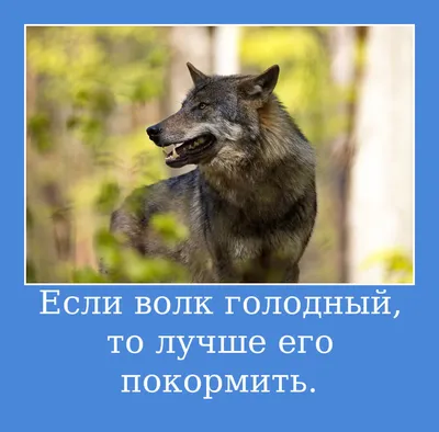 Цитаты волка🐺: мемы со смыслом картинки