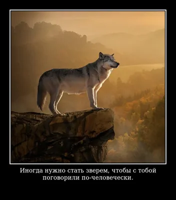 Цитаты волка🐺: мемы со смыслом картинки