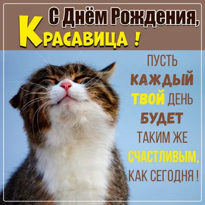 Открытки и прикольные картинки с днем рождения с котиками, котами и кошками картинки