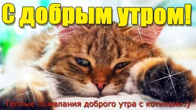 С Добрым Утром и Хорошим днём! / Музыкальная открытка с котами / Картинки  котиков с пожеланиями - YouTube картинки