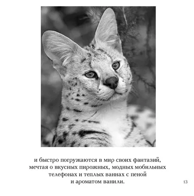 Смысл жизни» Бредли Грив - купить книгу «Смысл жизни» в Минске —  Издательство Добрая книга на OZ.by картинки