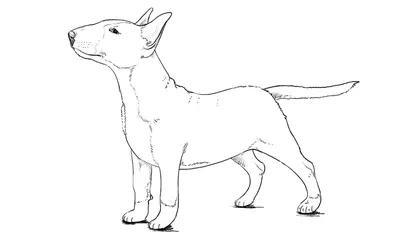 Собак для срисовки - 20 картинки