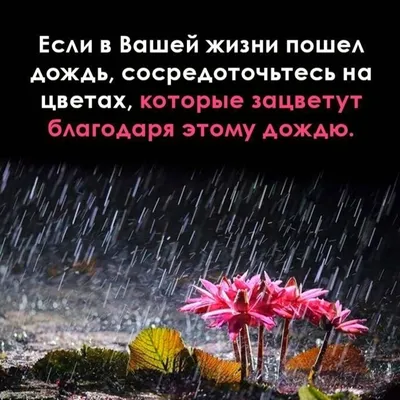 1,884 отметок «Нравится», 13 комментариев — Статусы Со смыслом (@citativk)  в Instagram: «Мы всегда стараемся для Вас. Поддержите нас лай… | Bawen,  Plants, Instagram картинки