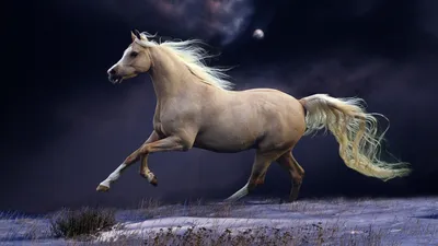 Скачет в ночное время - обои на телефон бесплатно. | Horse wallpaper,  Horses, Beautiful horses картинки