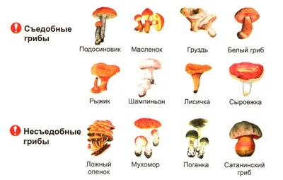 Съедобных грибов - 34 картинки