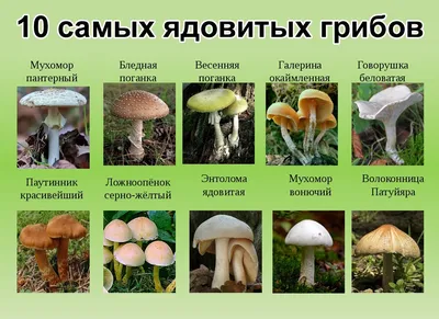 Съедобные и ядовитые грибы - 43 фото картинки