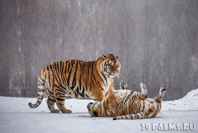 Амурский тигр (лат. Panthera tigris altaica) (обновлено!) \u003e Блог Павла  Аксенова \u003e 29 Пальм - Клуб путешествий Павла Аксенова картинки