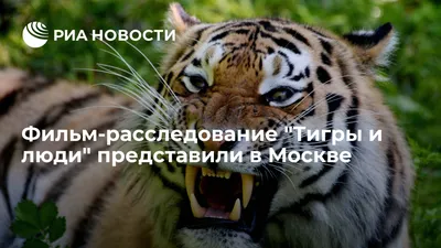 Амурский тигр (лат. Panthera tigris altaica) (обновлено!) \u003e Блог Павла  Аксенова \u003e 29 Пальм - Клуб путешествий Павла Аксенова картинки