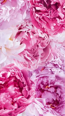 Обои Розовые цветы Пионы Фон | Pink peonies wallpaper, Flower wallpaper,  Flowers photography картинки