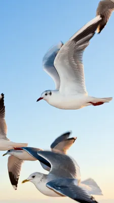 Обои Чайки, небо, gull, sky, seagulls, Животные #11097 картинки