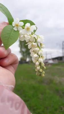 Я и моя жиза к природе | Природа, Веточка картинки