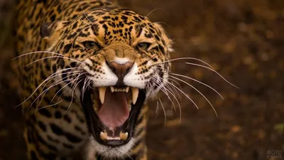 Ягуар (31 фото) | Jaguar animal, Wild cats, Animals картинки