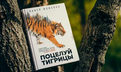 Амурский тигр - Проекты Амурский филиал WWF картинки