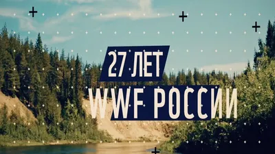 Амурский тигр - Проекты Амурский филиал WWF картинки