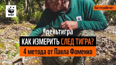 Амурский тигр - Проекты Амурский филиал WWF картинки
