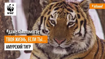 Амурский тигр - Проекты Амурский филиал WWF картинки