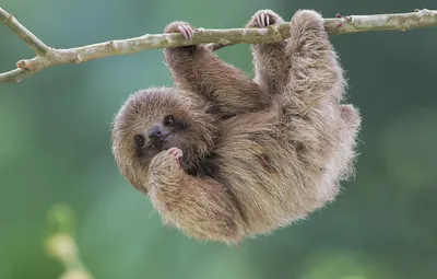 Обои природа, ленивец, Brdypus tridactilus, Pale-throated sloth картинки на  рабочий стол, раздел животные - скачать картинки