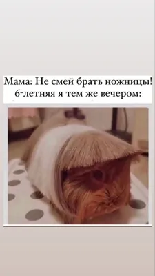 Пин на доске Мемы картинки