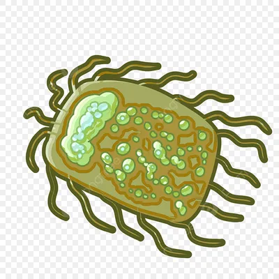 Bacteria Cartoon Bacteria Green Bacteria Illustration PNG , микробы  клипарт, бактерии, мультфильм бактерии PNG картинки и пнг PSD рисунок для  бесплатной загрузки картинки