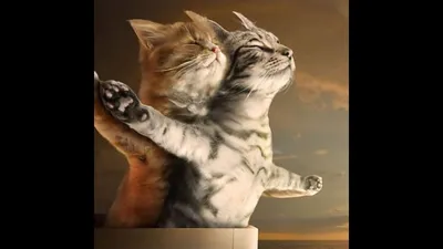 Charmingly cute kittens cats - YouTube картинки