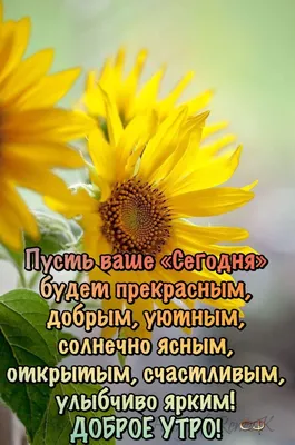 Pin by Marina on Мир позитива и Хорошего настроения! | Good morning photos,  Good morning, Inspirational quotes motivation картинки