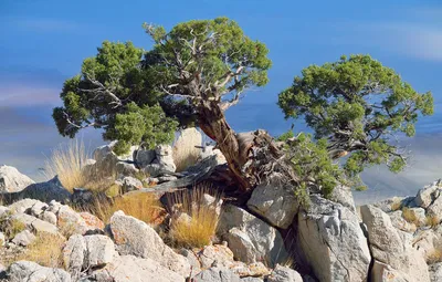 Обои камни, дерево, можжевельник, juniperus osteosperma картинки на рабочий  стол, раздел природа - скачать картинки