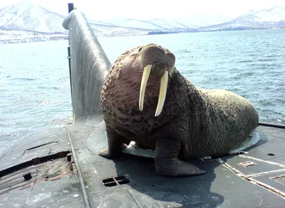 Обои морж, подводная, лодка, гость, walrus, visiter, visit, smile,  severodvinsk, ship, submarine, warship, navy, sun, summer, sky, ocean,  warred, russia, russian, soviet на рабочий стол картинки