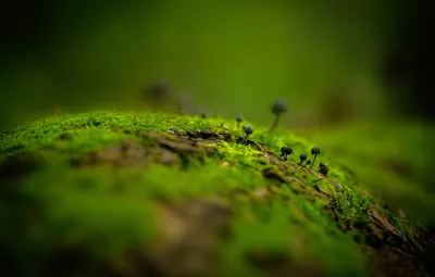 Обои осень, лес, листья, макро, обои, грибы, мох, пень, forest, зеленый фон,  autumn, leaves, macro, Wallpaper, mushrooms, moss картинки на рабочий стол,  раздел макро - скачать картинки