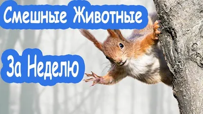 Ну очень смешные приколы про животных:) » Клопик.КоМ картинки