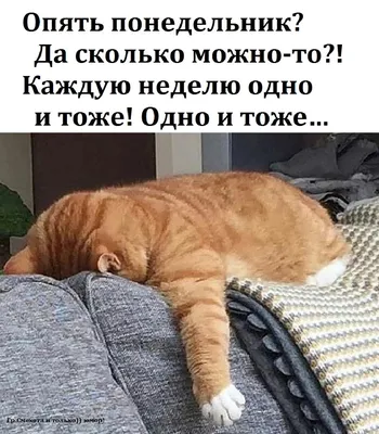 Опять понедельник Да сколько можно то Каждую неделю одно и тоже Одно и тоже  9 - выпуск №1509314 картинки