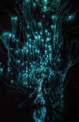 Glow Worm Caves, Waitomo | Glow worm, Fantasy landscape, Glow worm cave картинки