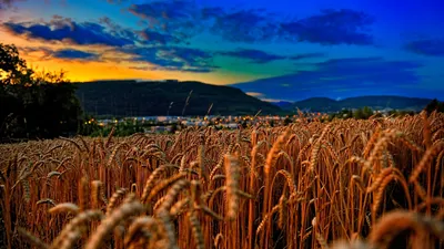 Обои Пшеница, 4k, 5k, поле, закат, облака, холмы, Wheat, 4k, 5k wallpaper,  field, sunset, clouds, hills, ОС #5703 - Страница 122 картинки