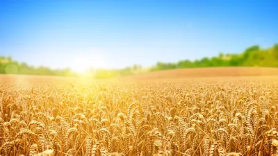 Обои пшеница, поле, природа, небо, wheat, field, nature, sky, 4k, Природа  #15454 картинки