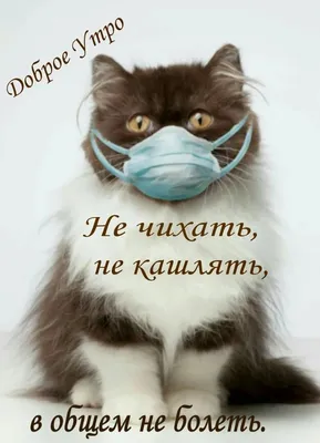 Pin by Герасимова on Доброе утро | Good morning, Cats, Funny cats картинки