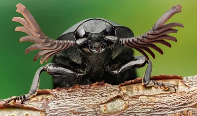 Фото Жуки Насекомые click beetle вблизи животное картинки