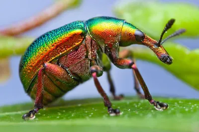 Обои Насекомые Жуки Крупным планом Trubkovich polyphagous Животные - Фото :  379424 | Insects, Beetle insect, Animals картинки