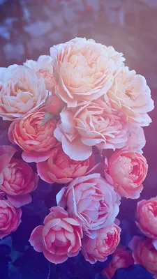 Картинки по запросу обои на айфон 5 hd розы | Wallpaper iphone roses,  Flower wallpaper, Beautiful pink roses картинки