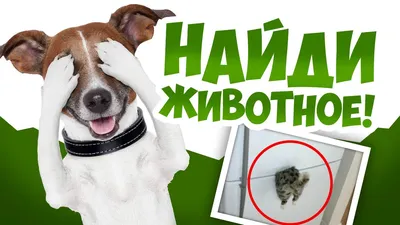 ТЕСТ. Найди животное на фото, часть 5 🐛 БУДЬ В КУРСЕ TV - YouTube картинки