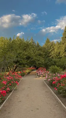 Цветы, парк, сад, ботанический сад, обои, фон, wallpaper, flowers, park,  garden | Ботанический сад, Сад, Цветы картинки