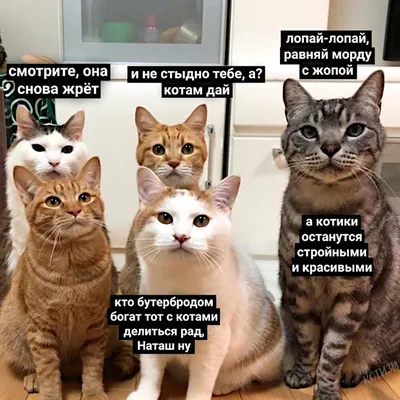 Наташа с днем рождения коты - фото и картинки abrakadabra.fun картинки