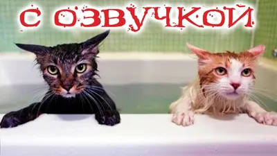 Приколы с котами С ОЗВУЧКОЙ! Смешные коты и кошки 2022! до слёз! - YouTube картинки