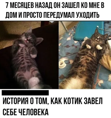 Смешные мемы про котов (45 фото) - shutniks.com картинки