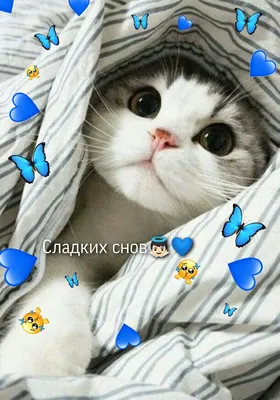 Спокойной ночи 💙👼🏻🥺 | Котята, Милые котики, Детеныши животных картинки