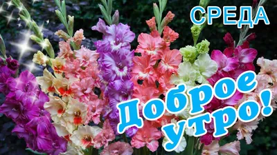 СРЕДА! 🌞 ДОБРОГО УТРА / ДОБРОЕ УТРО / С ДОБРЫМ УТРОМ / ДОБРОГО УТРА  ЛЮБИМОЙ / СНОВА ОСЕНЬ / ОСЕНЬ - YouTube картинки