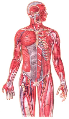 АНАТОМИЯ ЧЕЛОВЕКА | Энциклопедия Кругосвет картинки