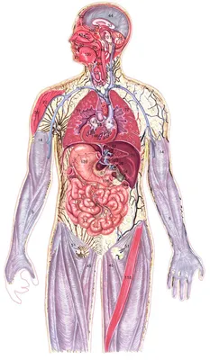 анатомия человека пособие органы картинки