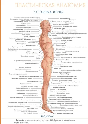 Пластическая анатомия: человеческое тело (вид сбоку) | Анатомия,  Человеческое тело, Биология картинки