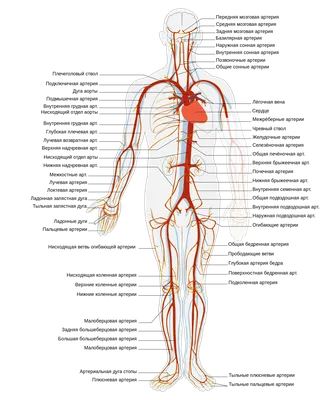 Артерия — Википедия картинки